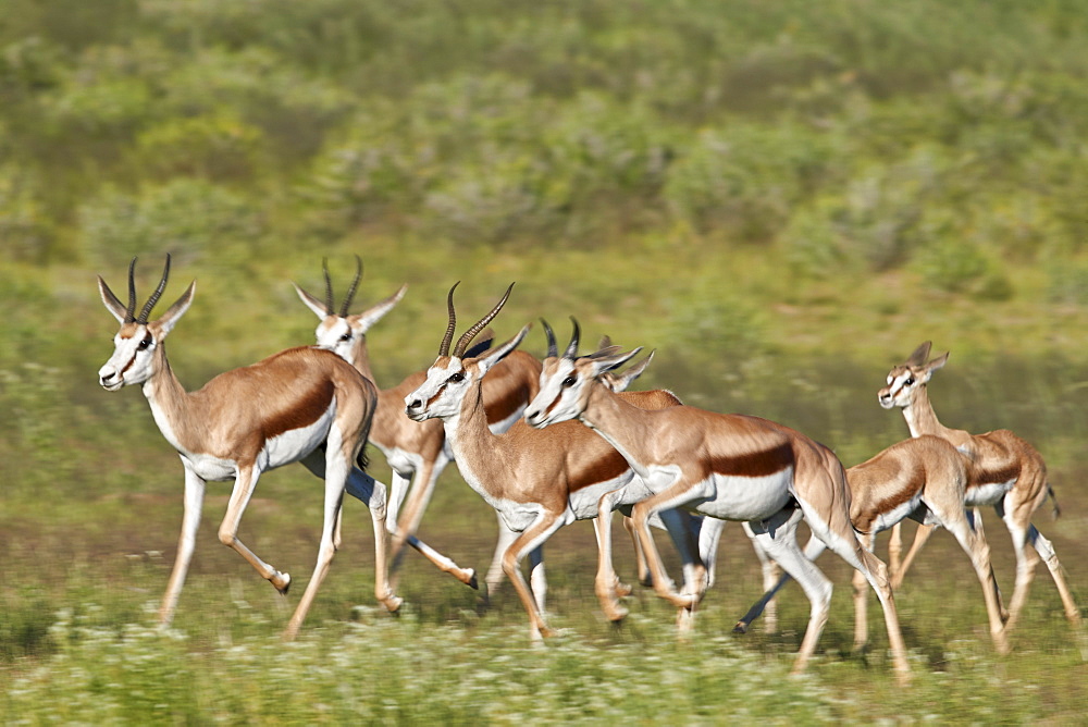 Group of springbok (Antidorcas marsupialis) running, Kgalagadi Transfrontier Park, South Africa, Africa