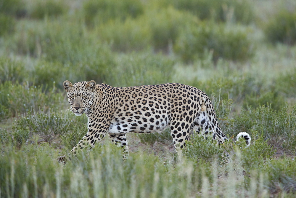 Leopard (Panthera pardus), male, Kgalagadi Transfrontier Park, South Africa, Africa