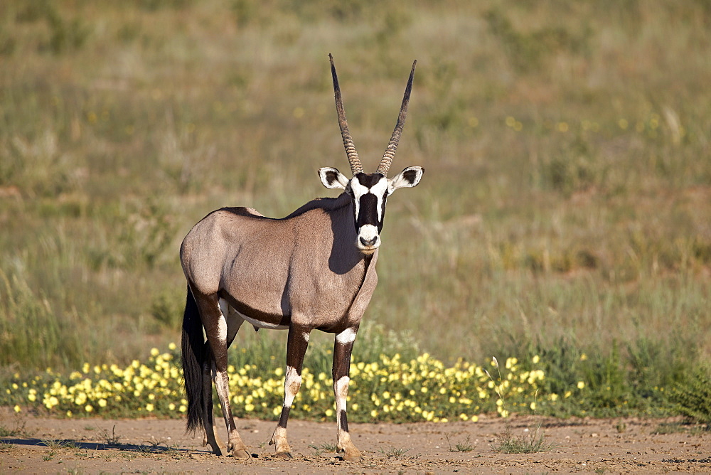 Gemsbok (South African Oryx) (Oryx gazella) buck, Kgalagadi Transfrontier Park, South Africa, Africa