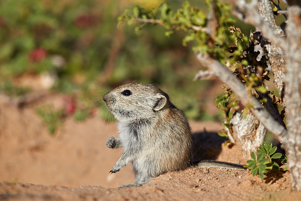 Brant's whistling rat (Parotomys brantsii), Kgalagadi Transfrontier Park, South Africa, Africa