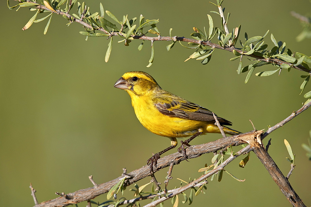 Yellow canary (Crithagra flaviventris), male, Kgalagadi Transfrontier Park, South Africa, Africa