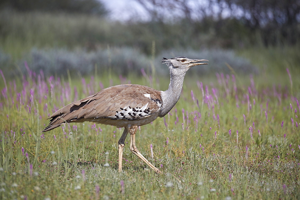 Kori bustard (Ardeotis kori), Kgalagadi Transfrontier Park, South Africa, Africa