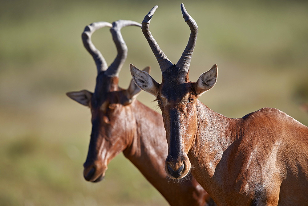 Red hartebeest (Alcelaphus buselaphus), Kgalagadi Transfrontier Park, South Africa, Africa