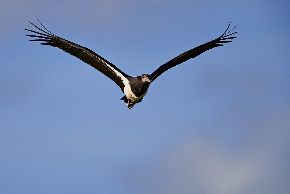 Abdim's stork (Ciconia abdimii) in flight, Kgalagadi Transfrontier Park, South Africa, Africa