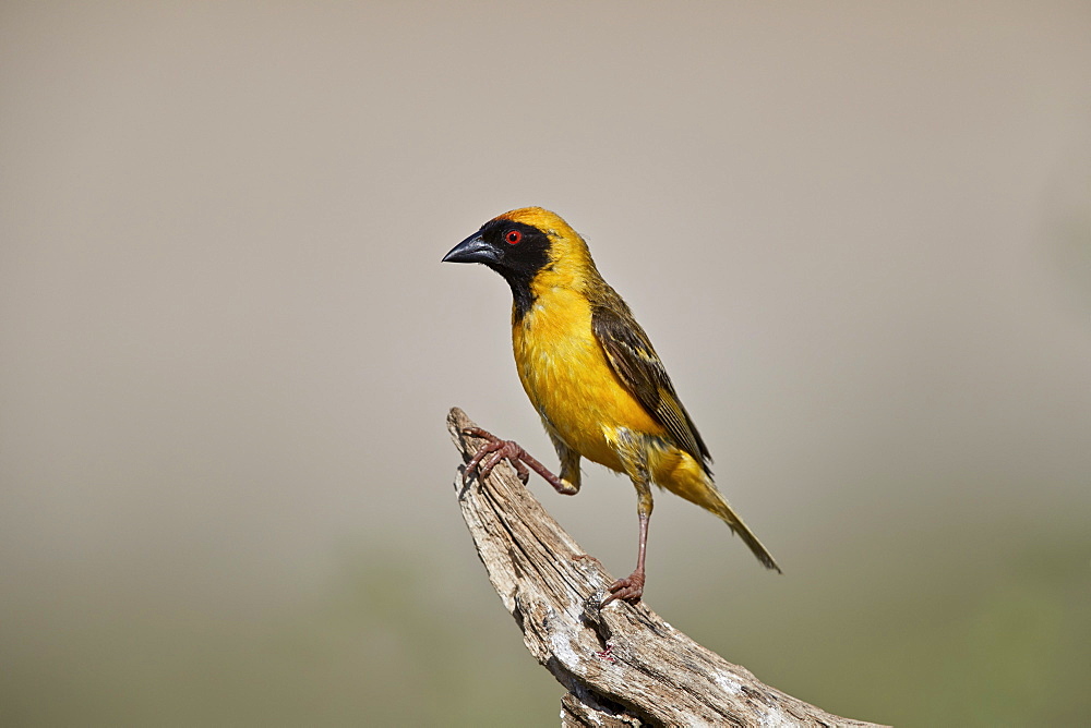 Southern masked weaver (Ploceus velatus), male, Kgalagadi Transfrontier Park, South Africa, Africa