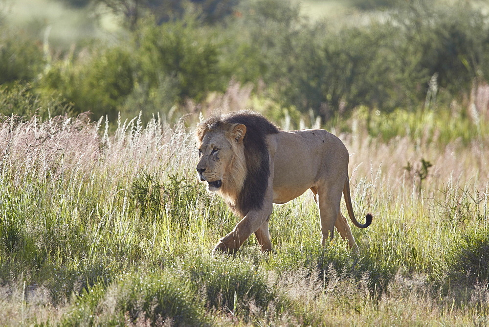 Lion (Panthera leo), Kgalagadi Transfrontier Park, South Africa, Africa