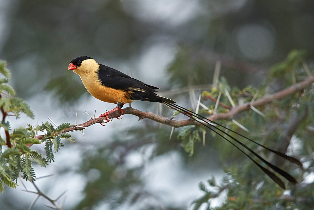 Shaft-tailed whydah (Vidua regia), male, Kgalagadi Transfrontier Park, South Africa, Africa