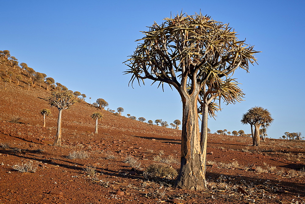 Quiver tree (Kokerboom) (Aloe dichotoma), Gannabos, Namakwa, Namaqualand, South Africa, Africa