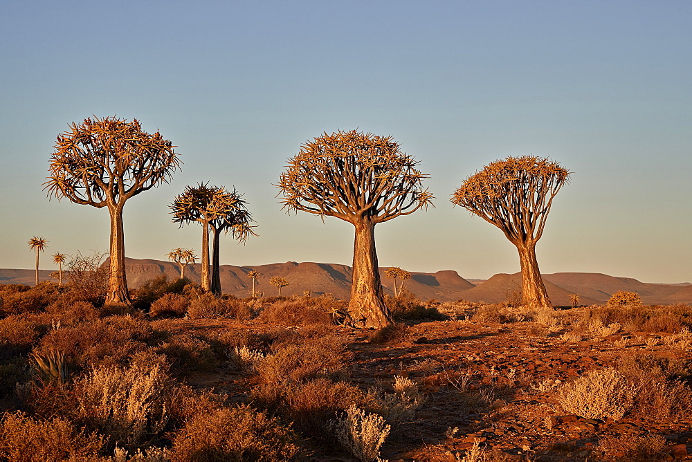 Quiver trees (Kokerboom) (Aloe dichotoma), Gannabos, Namakwa, Namaqualand, South Africa, Africa