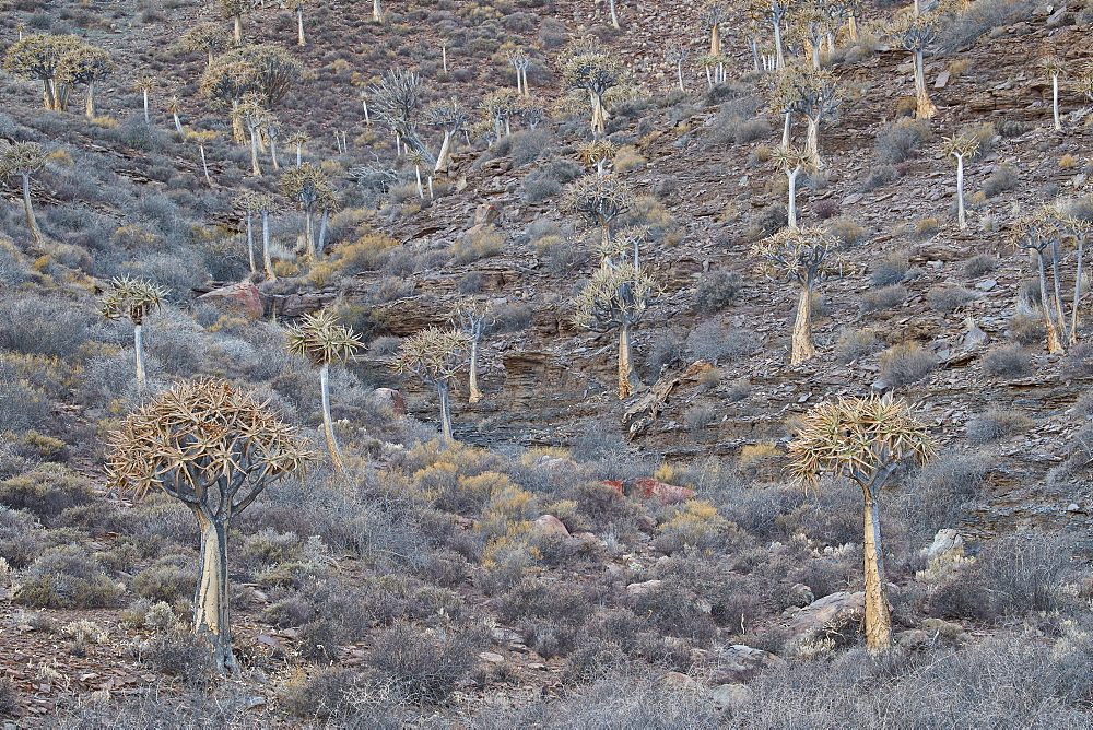 Quiver trees (Kokerboom) (Aloe dichotoma), Gannabos, Namakwa, Namaqualand, South Africa, Africa