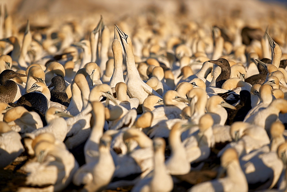 Cape Gannet (Morus capensis) colony, Bird Island, Lambert's Bay, South Africa, Africa