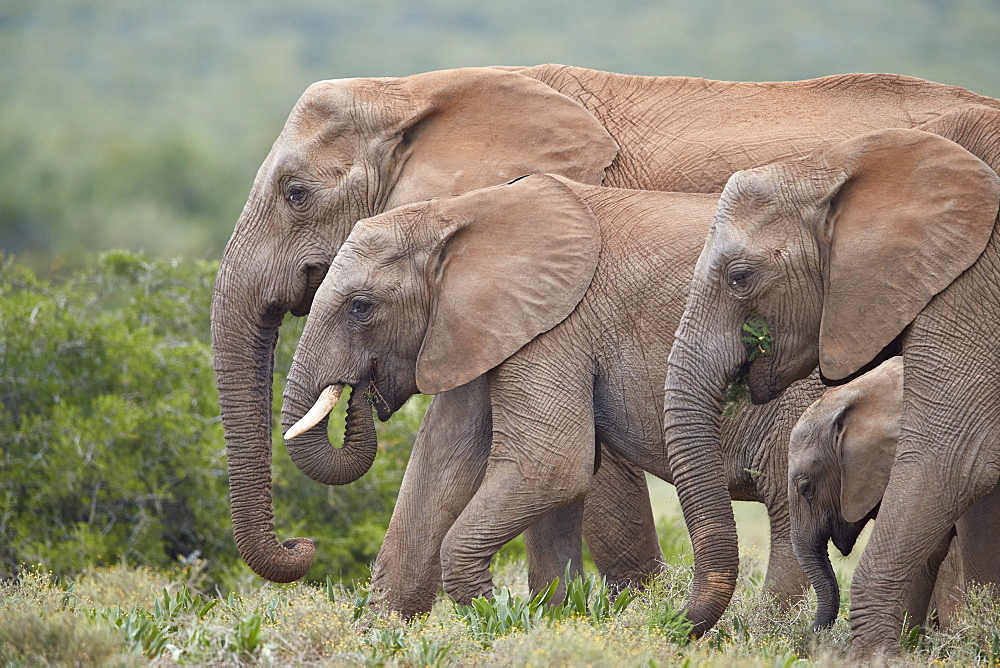 African Elephant (Loxodonta africana) group, Addo Elephant National Park, South Africa, Africa