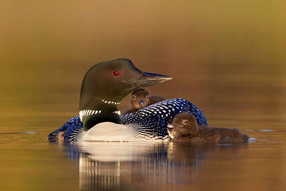 Common Loon (Gavia immer) adult with two chicks, Lac Le Jeune Provincial Park, British Columbia, Canada, North America