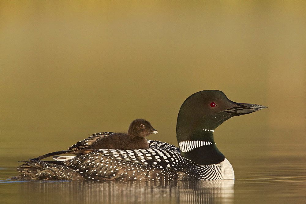 Common Loon (Gavia immer) adult with a chick on its back, Lac Le Jeune Provincial Park, British Columbia, Canada, North America