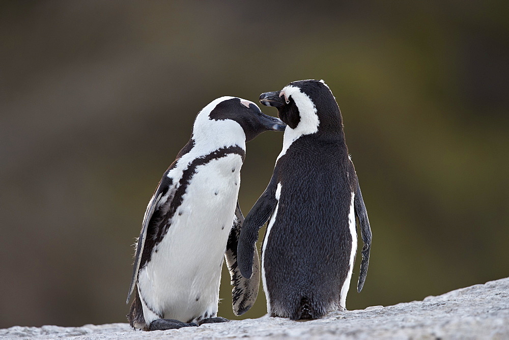 African Penguin (Spheniscus demersus) pair, Simon's Town, South Africa, Africa