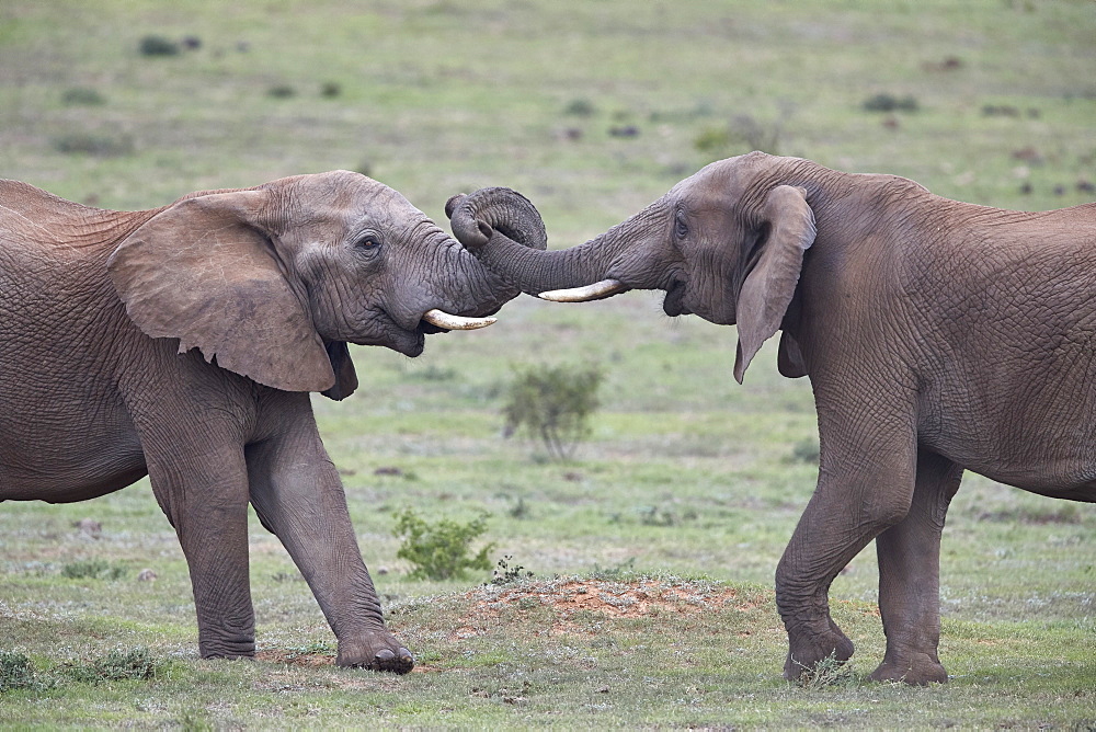 Two African Elephant (Loxodonta africana) bulls testing their strength, Addo Elephant National Park, South Africa, Africa