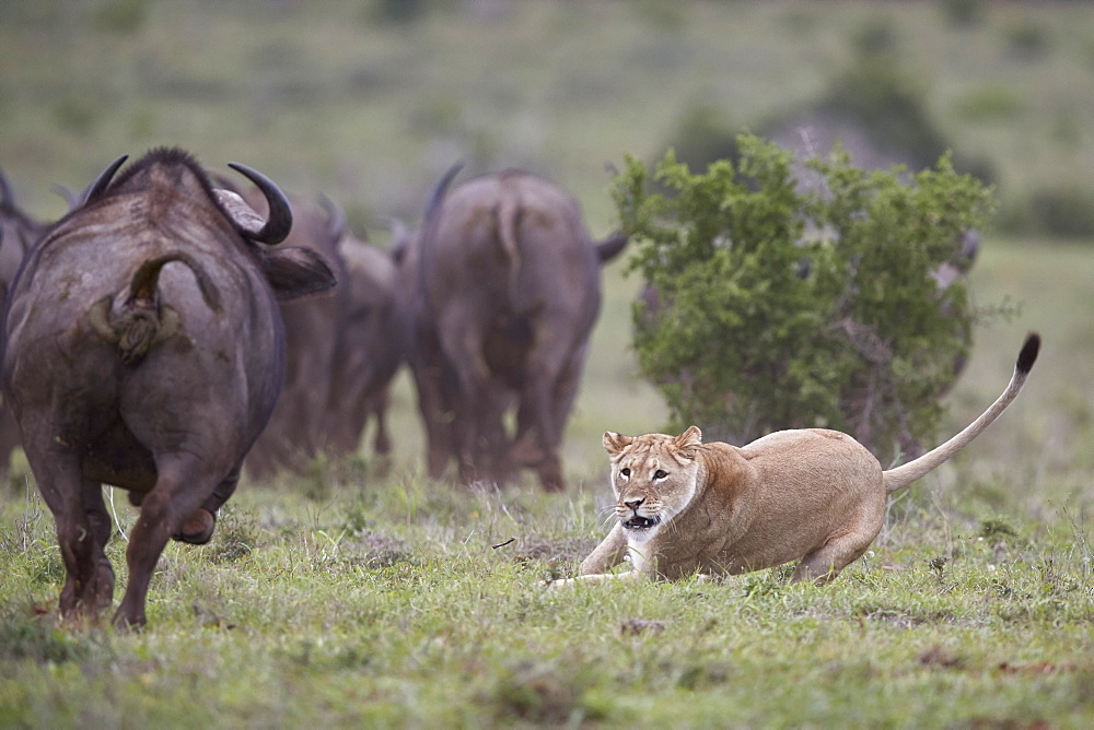 Lioness (Panthera leo) aborting an attack on a Cape Buffalo herd, Addo Elephant National Park, South Africa, Africa