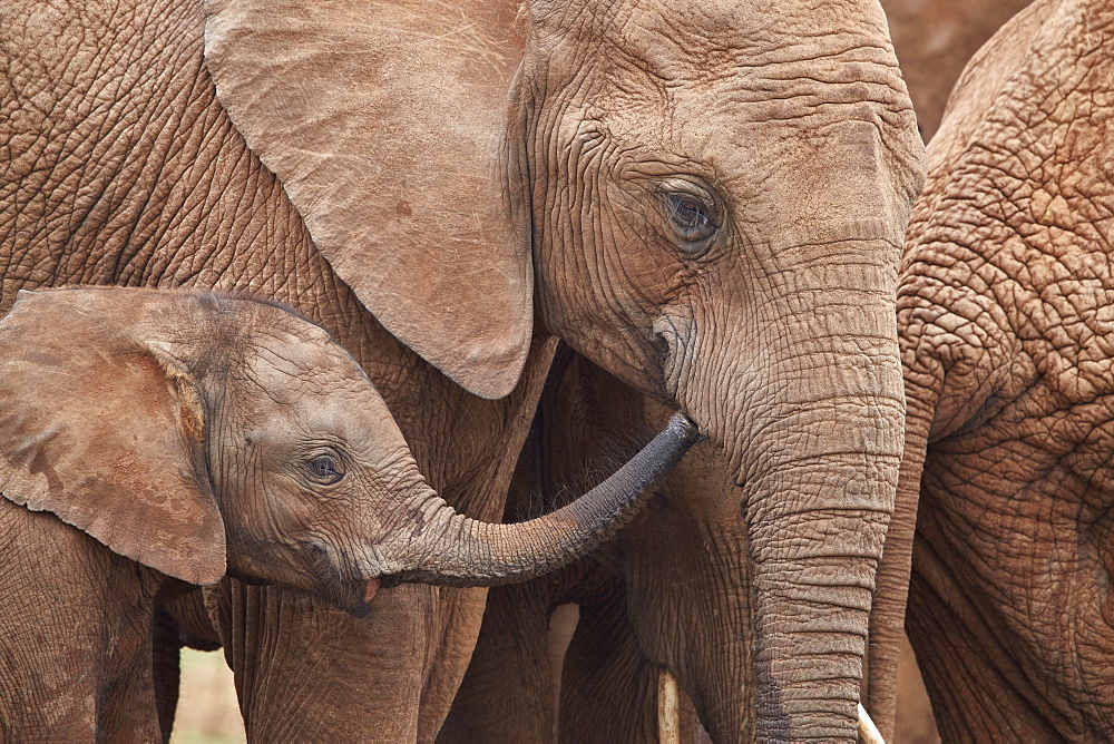 African Elephant (Loxodonta africana) mother and young, Addo Elephant National Park, South Africa, Africa