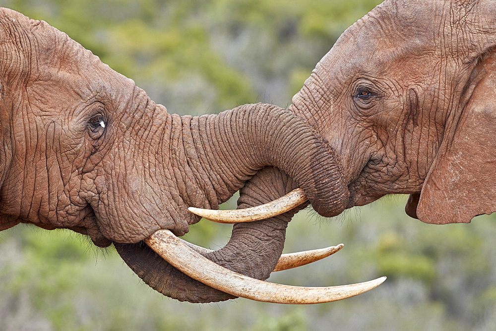 Two African Elephant (Loxodonta africana) greeting each other, Addo Elephant National Park, South Africa, Africa