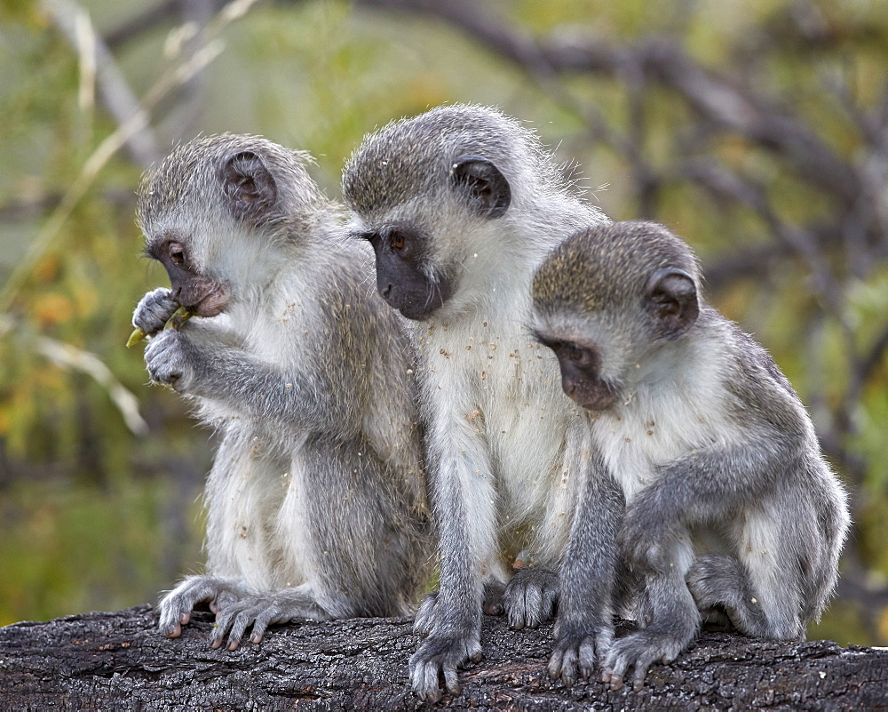 Three young Vervet Monkeys (Chlorocebus aethiops), Mountain Zebra National Park, South Africa, Africa