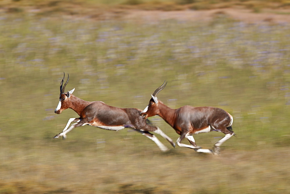 Blesbok (Damaliscus pygargus phillipsi), male chasing another, Mountain Zebra National Park, South Africa, Africa