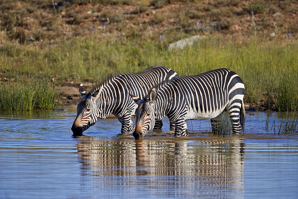 Two Cape Mountain Zebra (Equus zebra zebra) drinking with reflection, Mountain Zebra National Park, South Africa, Africa