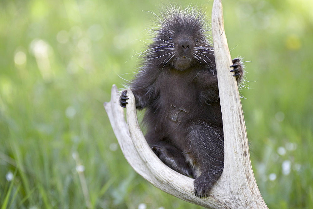 Baby porcupine (Erethizon dorsatum) sitting on a weathered elk antler, in captivity, Bozeman, Montana, United States of America, North America