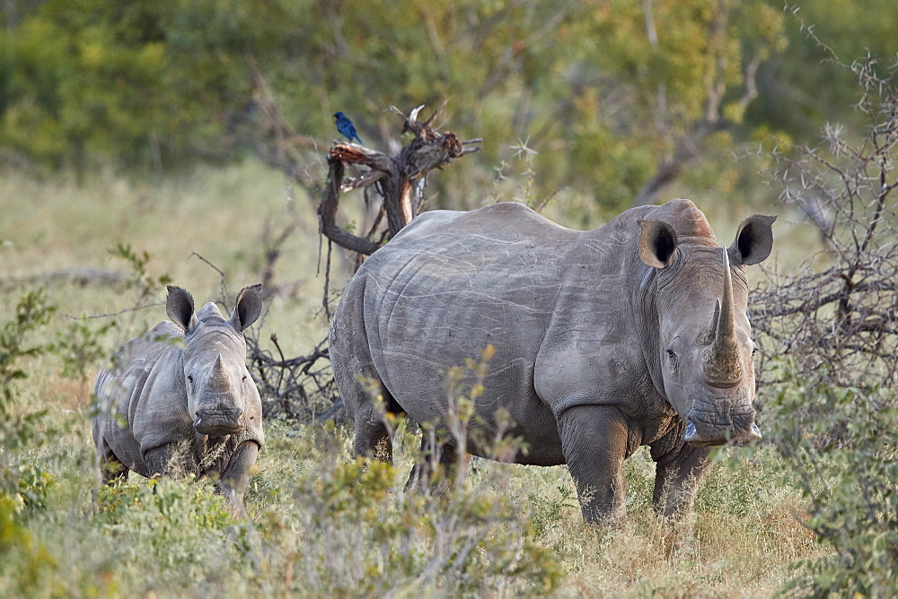 White Rhinoceros (Ceratotherium simum) mother and calf, Kruger National Park, South Africa, Africa