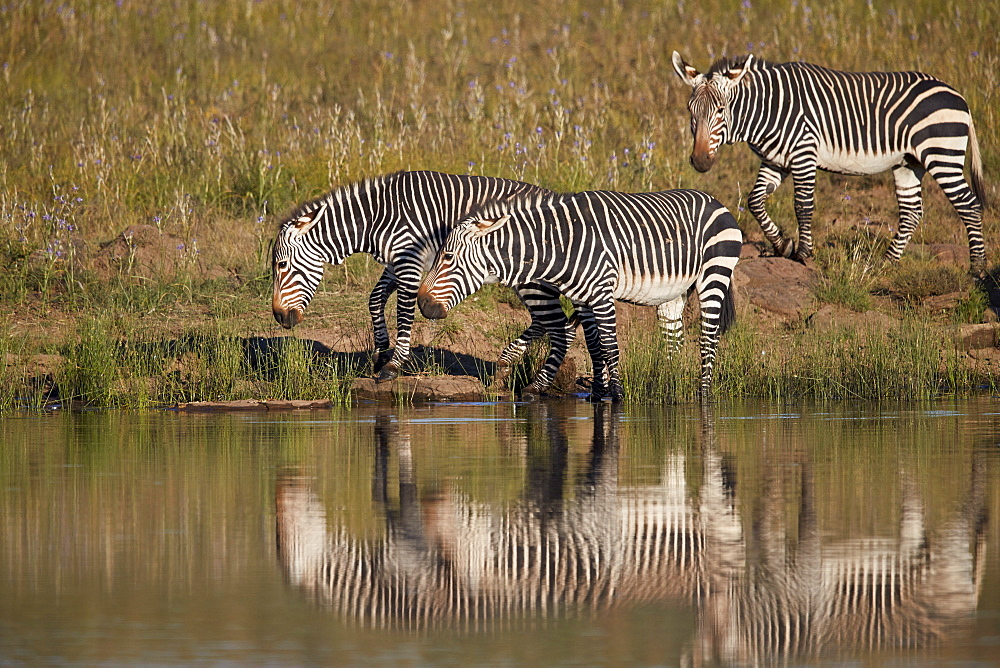 Three Cape Mountain Zebra (Equus zebra zebra) drinking with reflection, Mountain Zebra National Park, South Africa, Africa