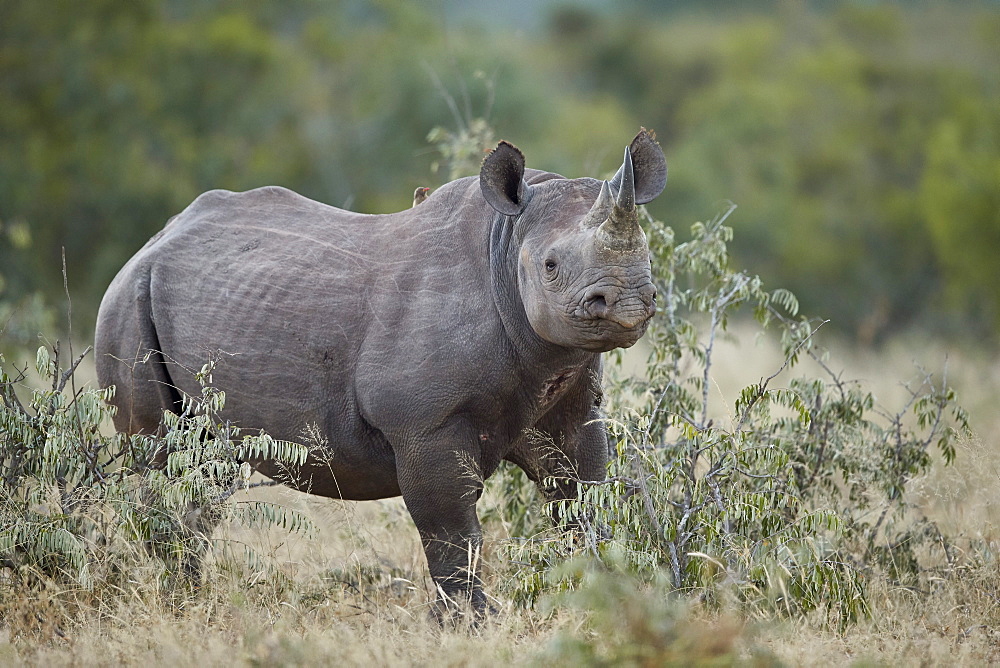 Black Rhinoceros (Hook-lipped Rhinoceros) (Diceros bicornis), Kruger National Park, South Africa, Africa