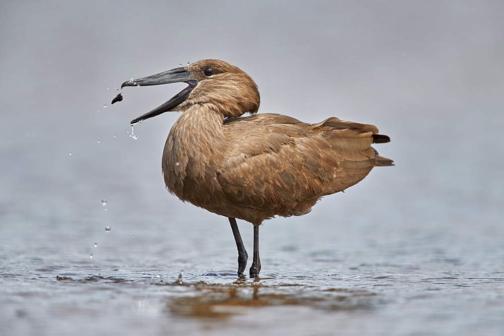 Hamerkop (Scopus umbretta) flipping potential food, Kruger National Park, South Africa, Africa