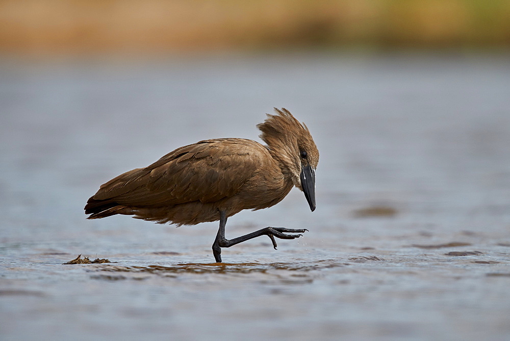 Hamerkop (Scopus umbretta), Kruger National Park, South Africa, Africa