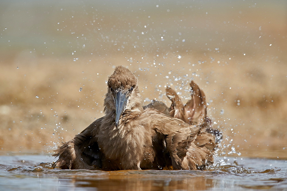 Hamerkop (Scopus umbretta) bathing, Kruger National Park, South Africa, Africa