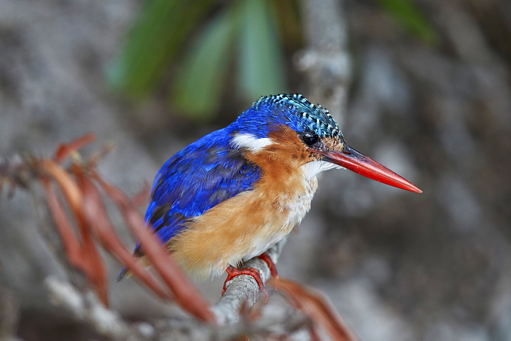 Malachite Kingfisher (Alcedo cristata), Kruger National Park, South Africa, Africa