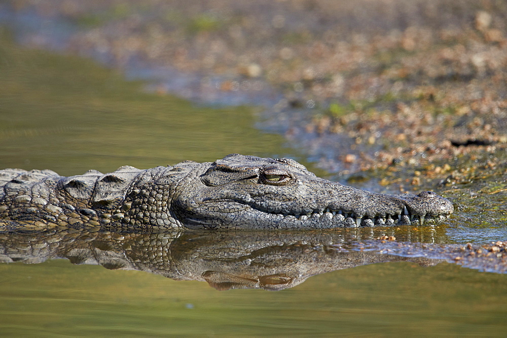 Nile Crocodile (Crocodylus niloticus), Kruger National Park, South Africa, Africa