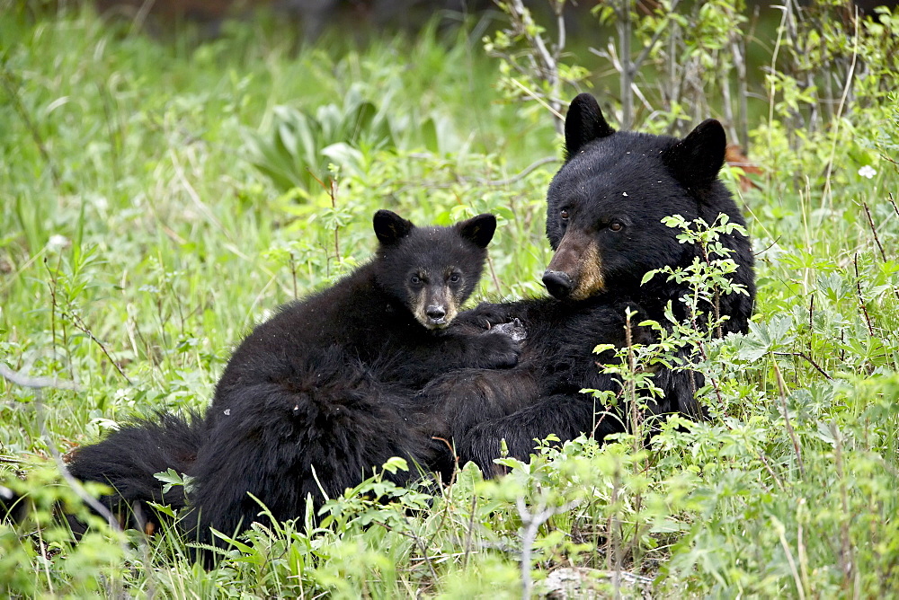 Black bear (Ursus americanus) sow nursing a spring cub, Yellowstone National Park, Wyoming, United States of America, North America