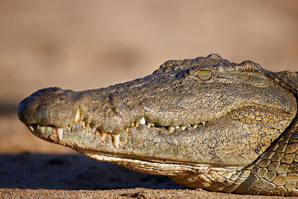 Nile Crocodile (Crocodylus niloticus), Kruger National Park, South Africa, Africa