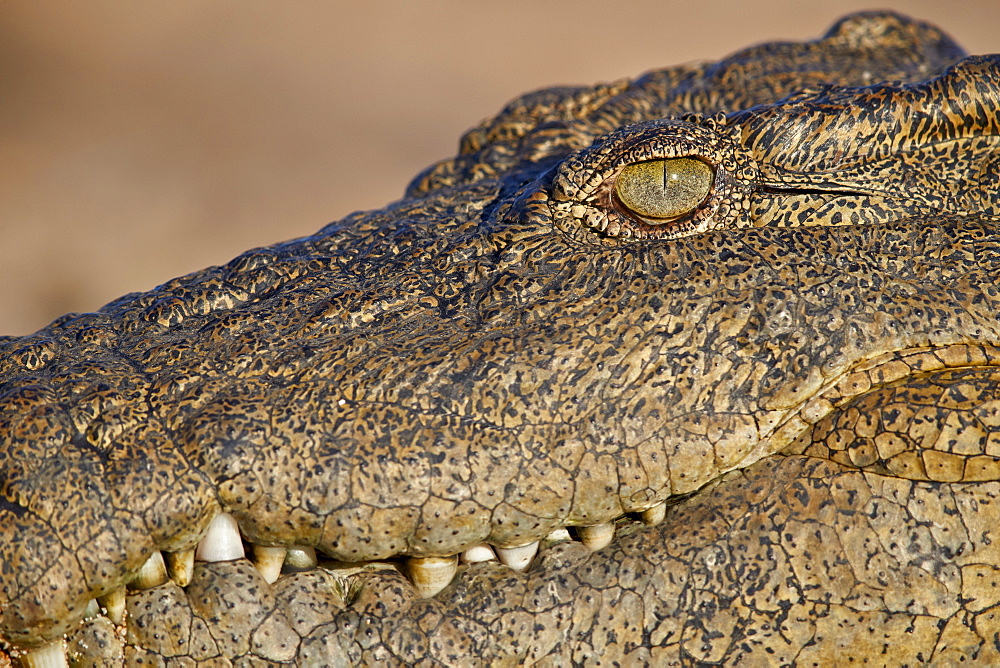 Nile Crocodile (Crocodylus niloticus), Kruger National Park, South Africa, Africa