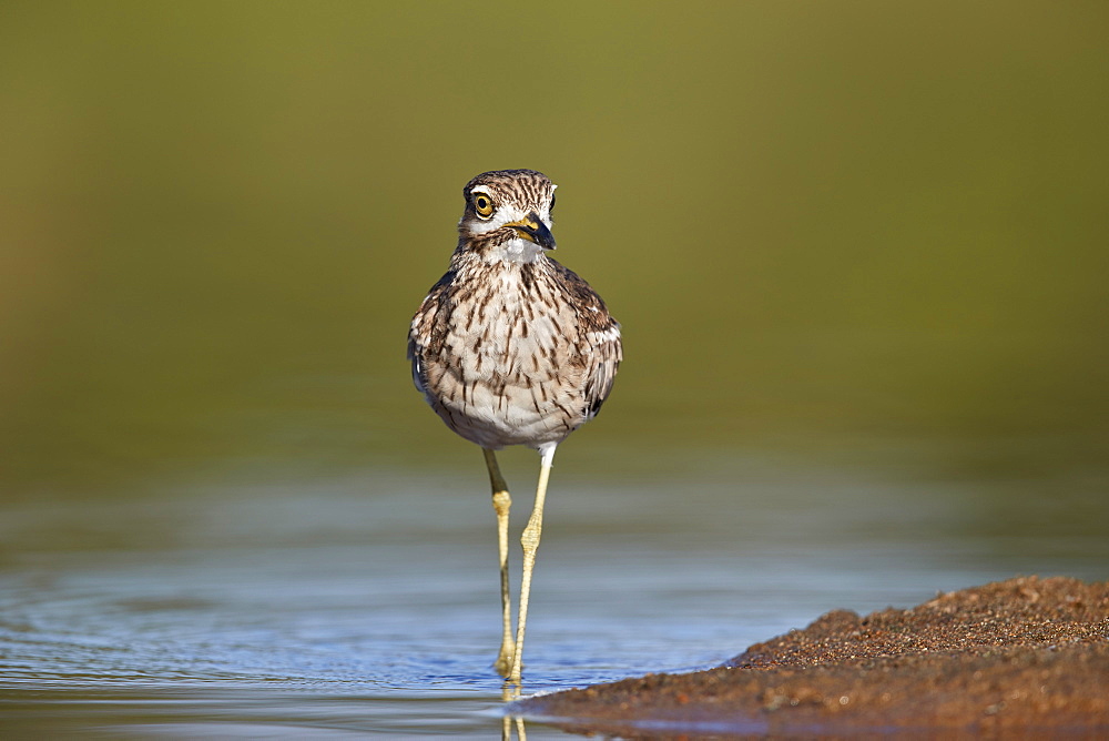 Water Thickknee (Water Dikkop) (Burhinus vermiculatus), Kruger National Park, South Africa, Africa