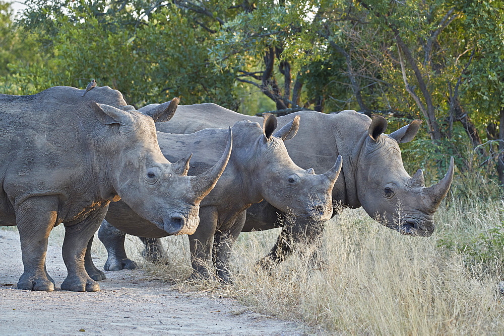 Three White Rhinoceros (Ceratotherium simum), Kruger National Park, South Africa, Africa