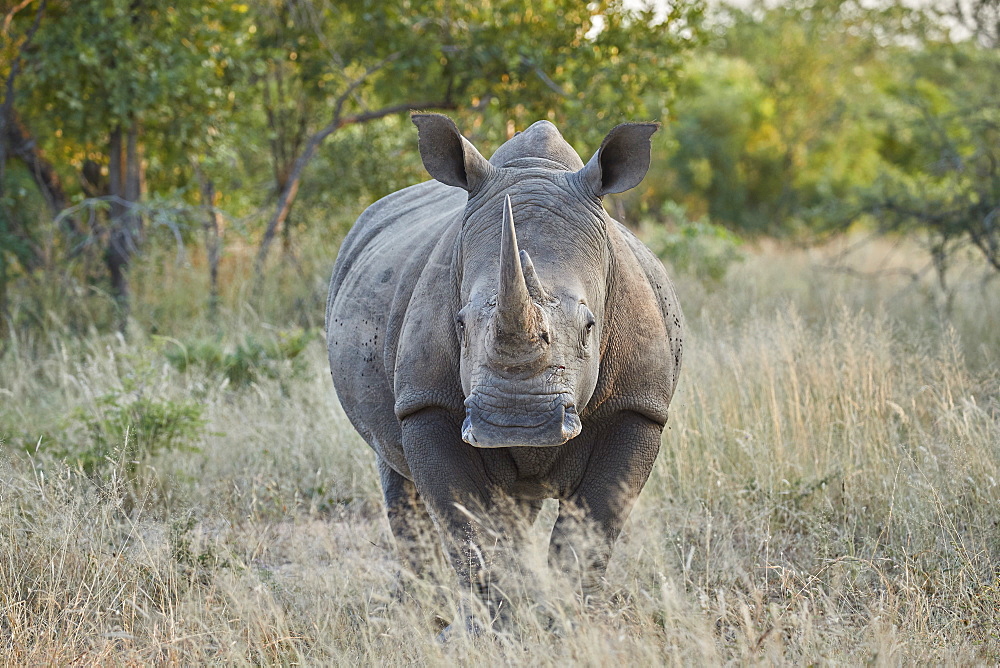 White Rhinoceros (Ceratotherium simum), Kruger National Park, South Africa, Africa