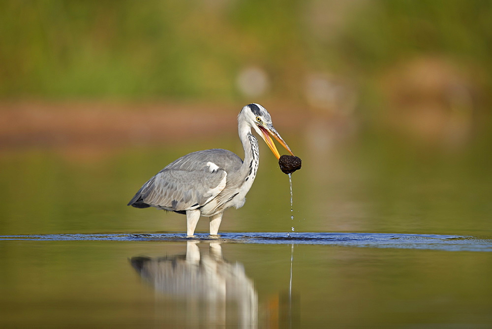 Gray Heron (Grey Heron) (Ardea cinerea) with potential food, Kruger National Park, South Africa, Africa