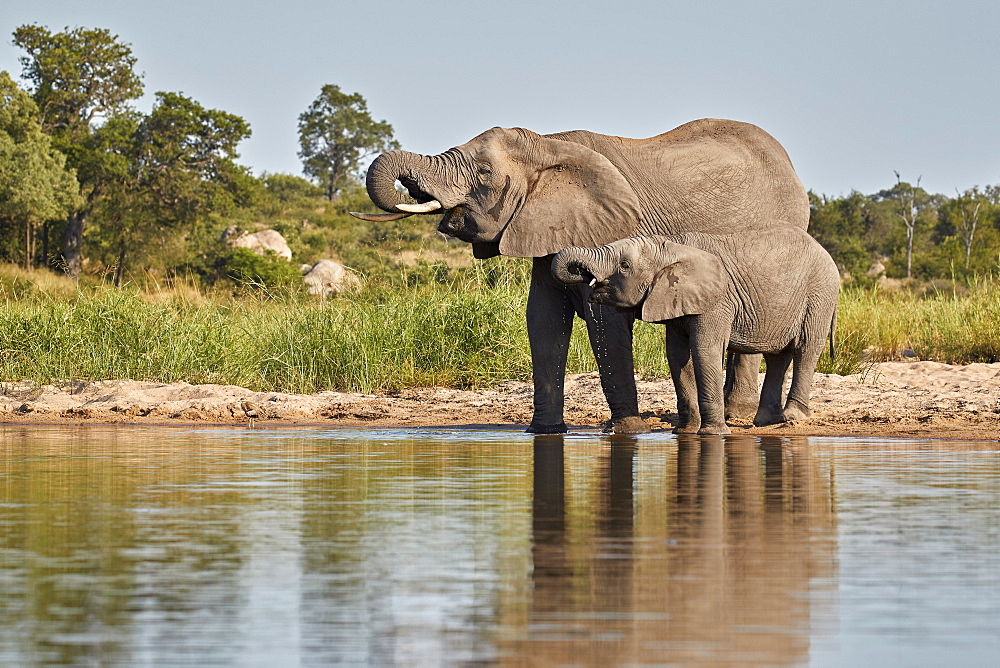 Two African Elephant (Loxodonta africana) drinking, Kruger National Park, South Africa, Africa