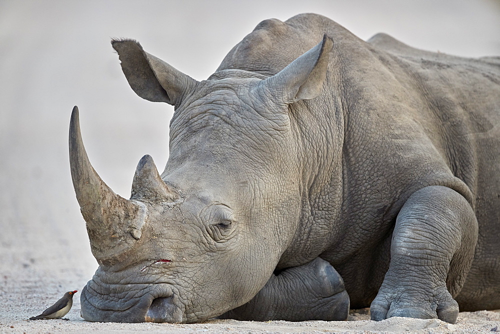 White Rhinoceros (Ceratotherium simum) and Red-billed Oxpecker (Buphagus erythrorhynchus), Kruger National Park, South Africa, Africa