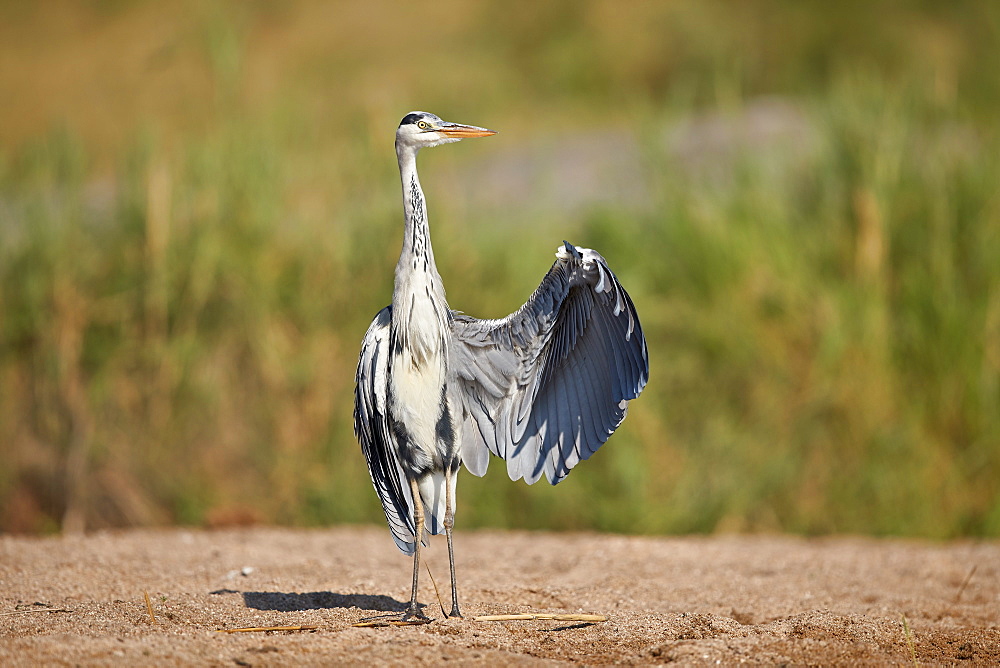 Gray Heron (Grey Heron) (Ardea cinerea) drying a wing, Kruger National Park, South Africa, Africa