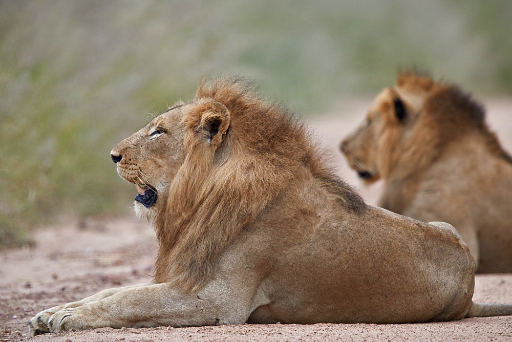 Two male Lion (Panthera leo), Kruger National Park, South Africa, Africa