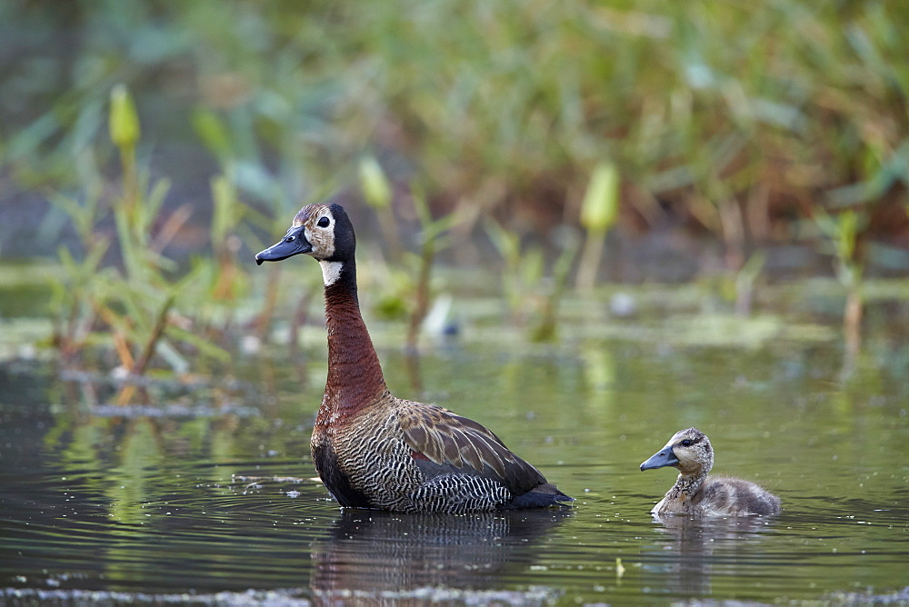 White-faced Whistling Duck (Dendrocygna viduata) adult and duckling, Kruger National Park, South Africa, Africa