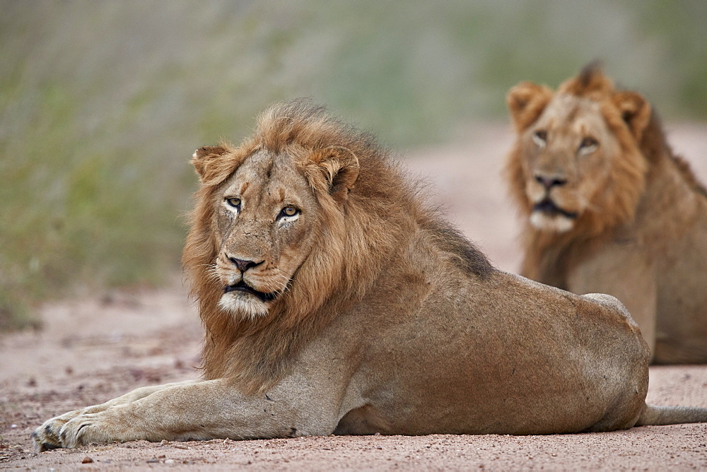 Two male Lion (Panthera leo), Kruger National Park, South Africa, Africa