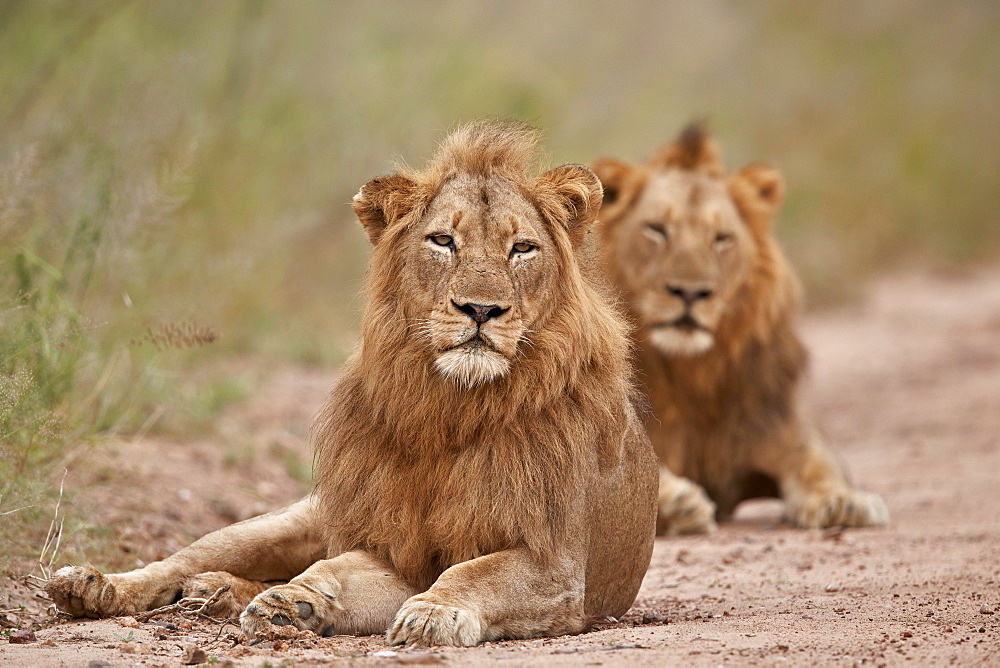 Two male Lion (Panthera leo), Kruger National Park, South Africa, Africa