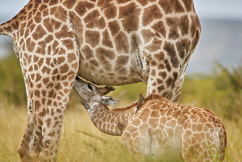 Cape Giraffe (Giraffa camelopardalis giraffa) baby nursing, Kruger National Park, South Africa, Africa